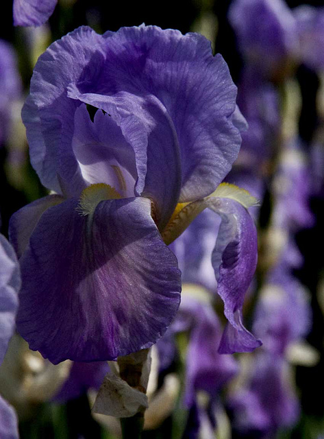 bearded irises close-up