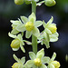 Dwarf Oregon Grape