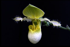 Paphiopedilum Pinocchio