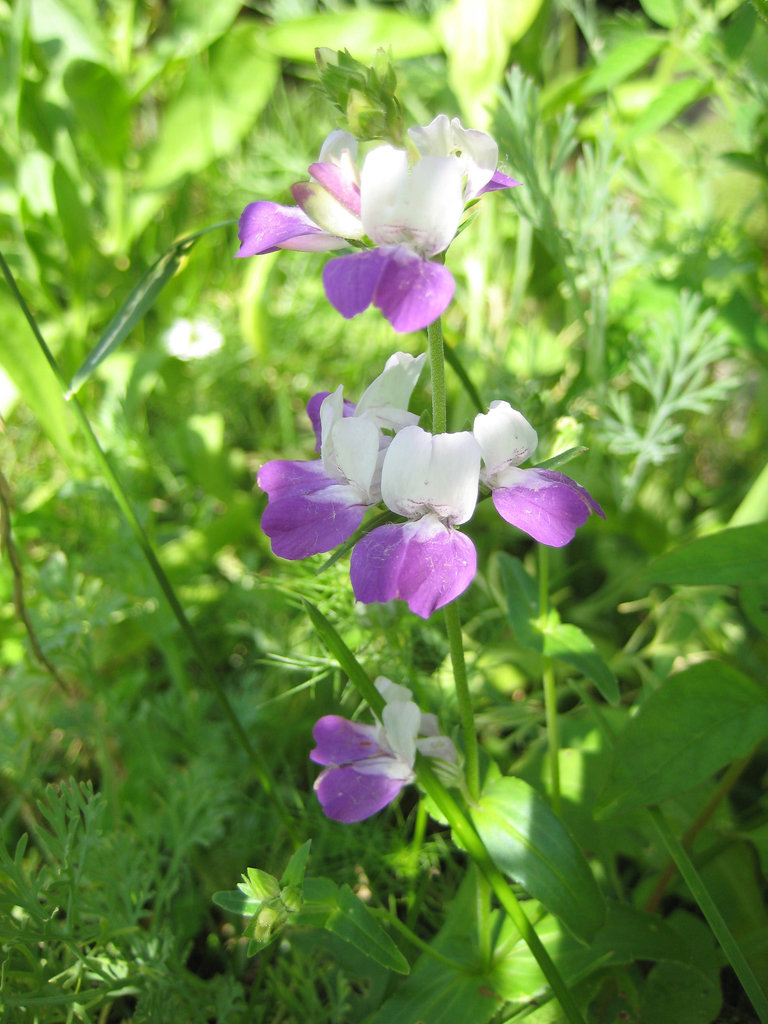 Zwerglöwenmaul (Antirrhinum)