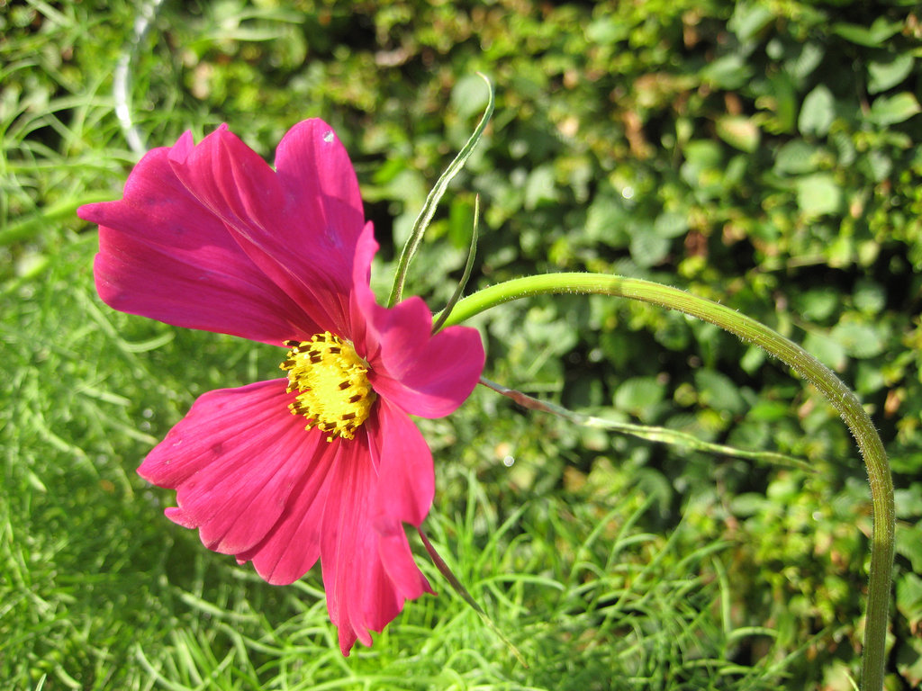 Rote Cosmea / Schmuckkörbchen (Cosmos bipinnatus)