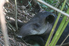 Tapir