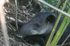 Tapir