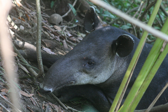 Tapir