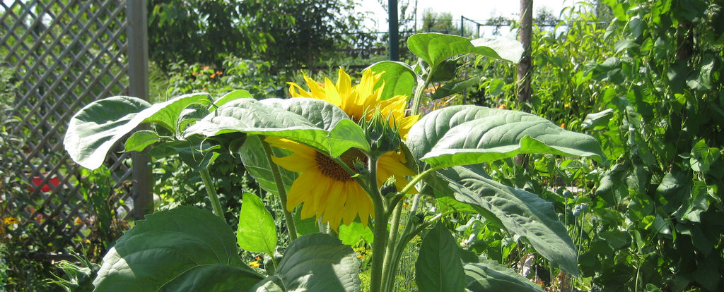 Sonnenblume (Helianthus)