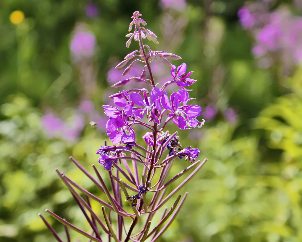 Spider Flower – Franconia Notch, New Hampshire