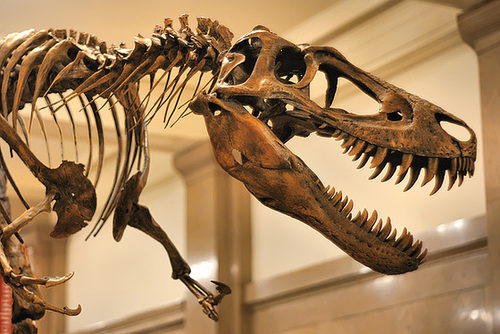 What Big Teeth You Have – Carnegie Museum of Natural History, Pittsburgh, Pennsylvania