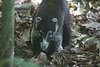 Coati digs up a large crab