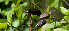 clematis buds