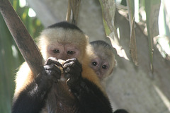 Mum eats, baby just hangs on