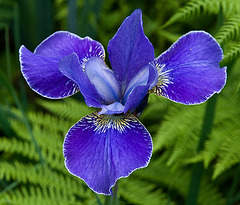 Iris