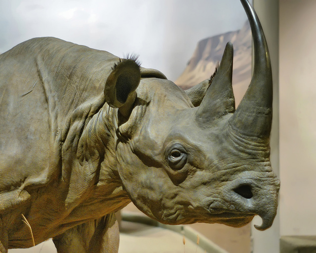 Hook-lipped Rhinoceros – Carnegie Museum of Natural History, Pittsburgh, Pennsylvania