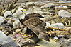 Bald Eagle Diorama – Carnegie Museum of Natural History, Pittsburgh, Pennsylvania