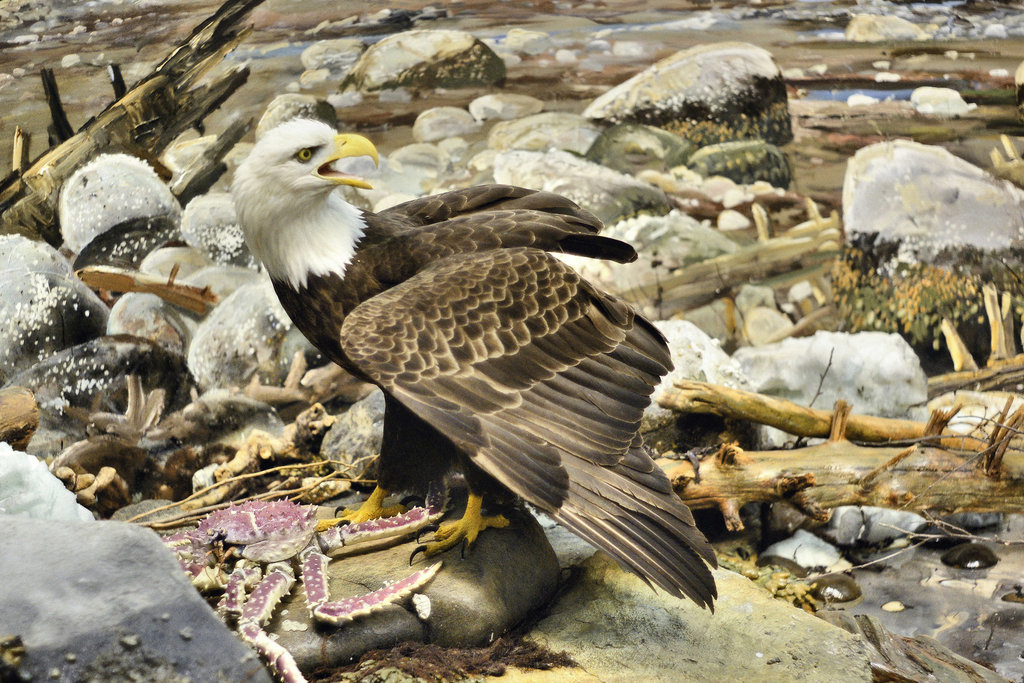 Bald Eagle Diorama – Carnegie Museum of Natural History, Pittsburgh, Pennsylvania