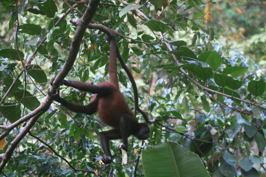 Central American Spider Monkey