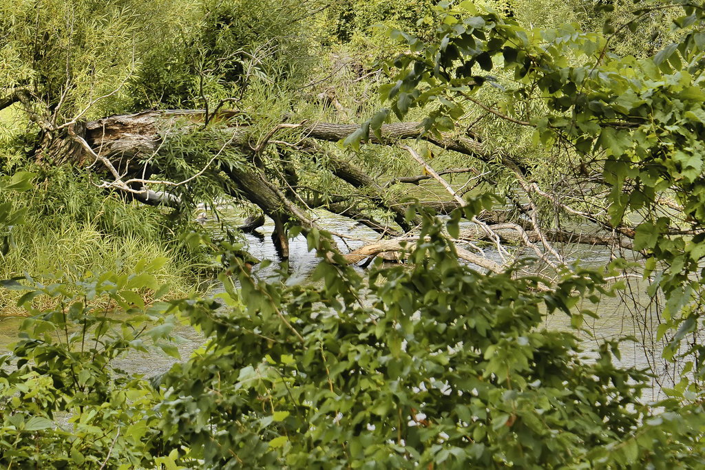 Boughing in the Bower – Parc des Rapides, Ville LaSalle, Montréal, Québec