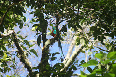 A quetzal