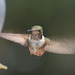 Long Exposure Hummmingbird