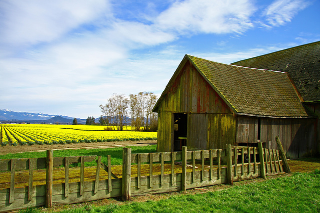 Old Barn and Daffodil Fields