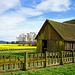 Old Barn and Daffodil Fields