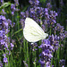 Kohlweißling auf Lavendelblüten (Lavandula angustifolia / Pieris rapae)