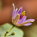 Lavendar Star Flower – Phipps Conservatory, Pittsburgh, Pennsylvania