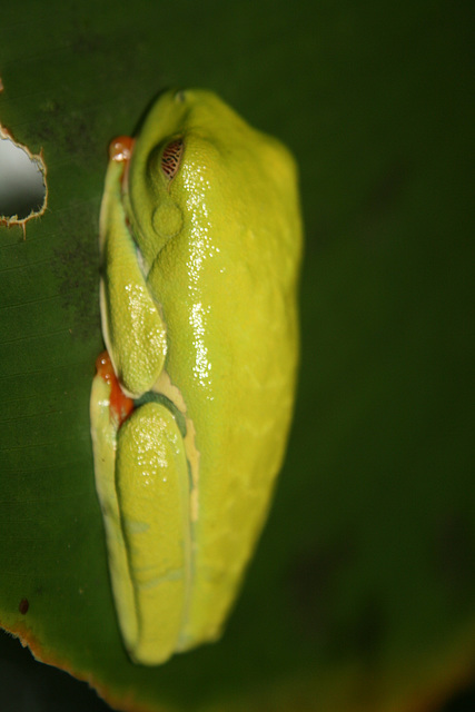 Green Tree Frog