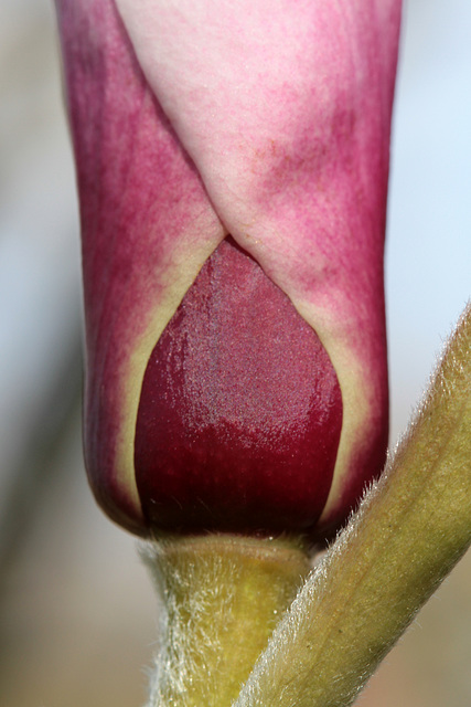 Magnolia Bud