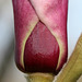 Magnolia Bud