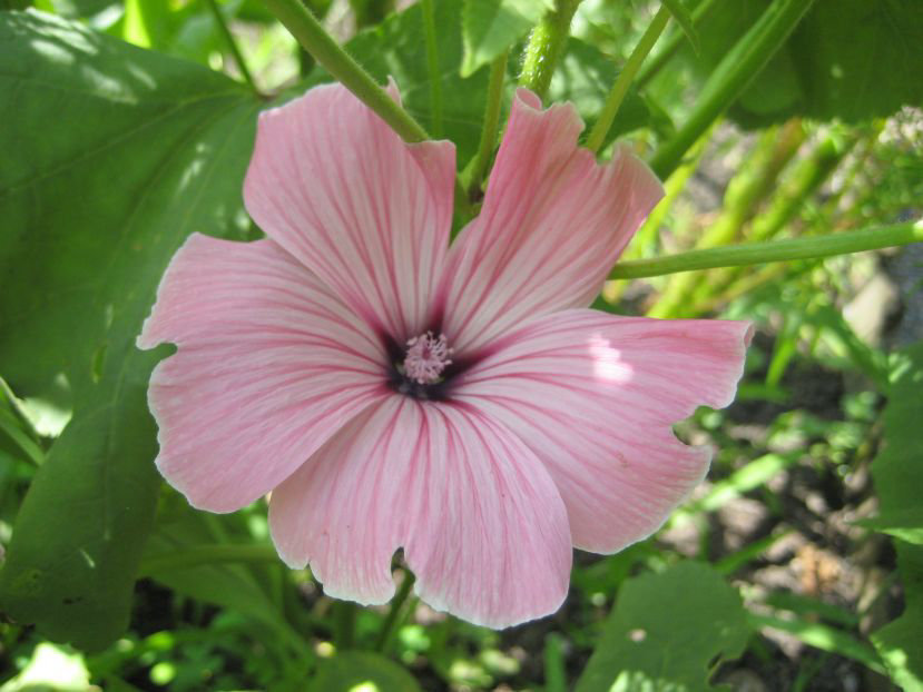 Malvenblüte  [Lavatera trimestris]