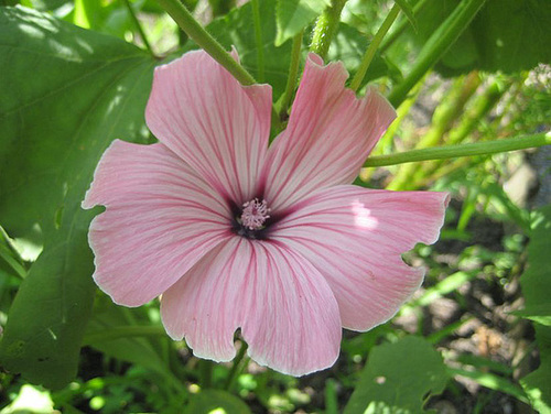 Malvenblüte  [Lavatera trimestris]