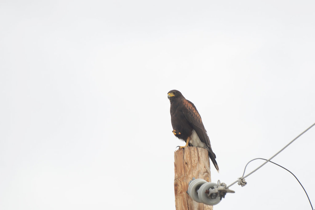Harris' Hawk