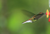 Hummingbird At A Feeder