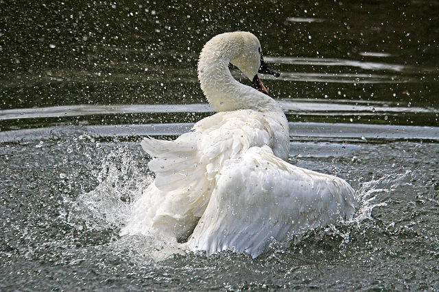 Bathing