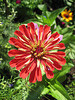 aufblühende Zinnie (Zinnia elegans)