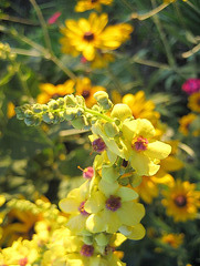 Blüten der Königskerze (Verbascum densiflorum)