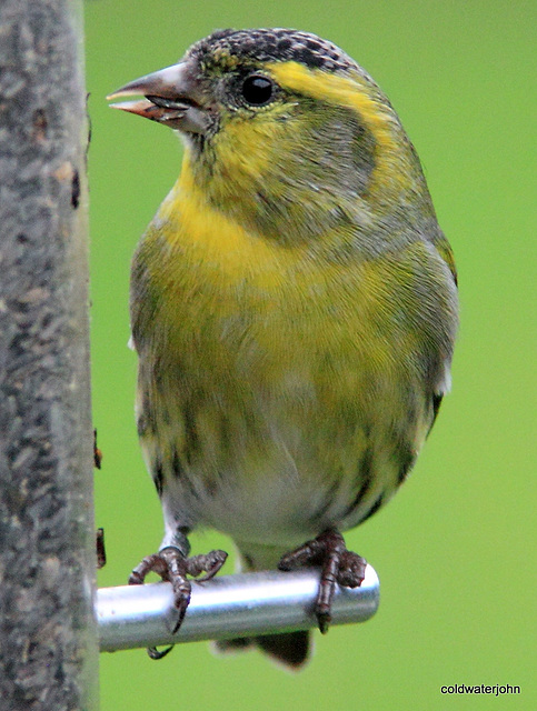 Siskin