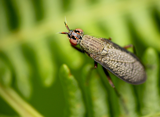 Snail-killing Fly