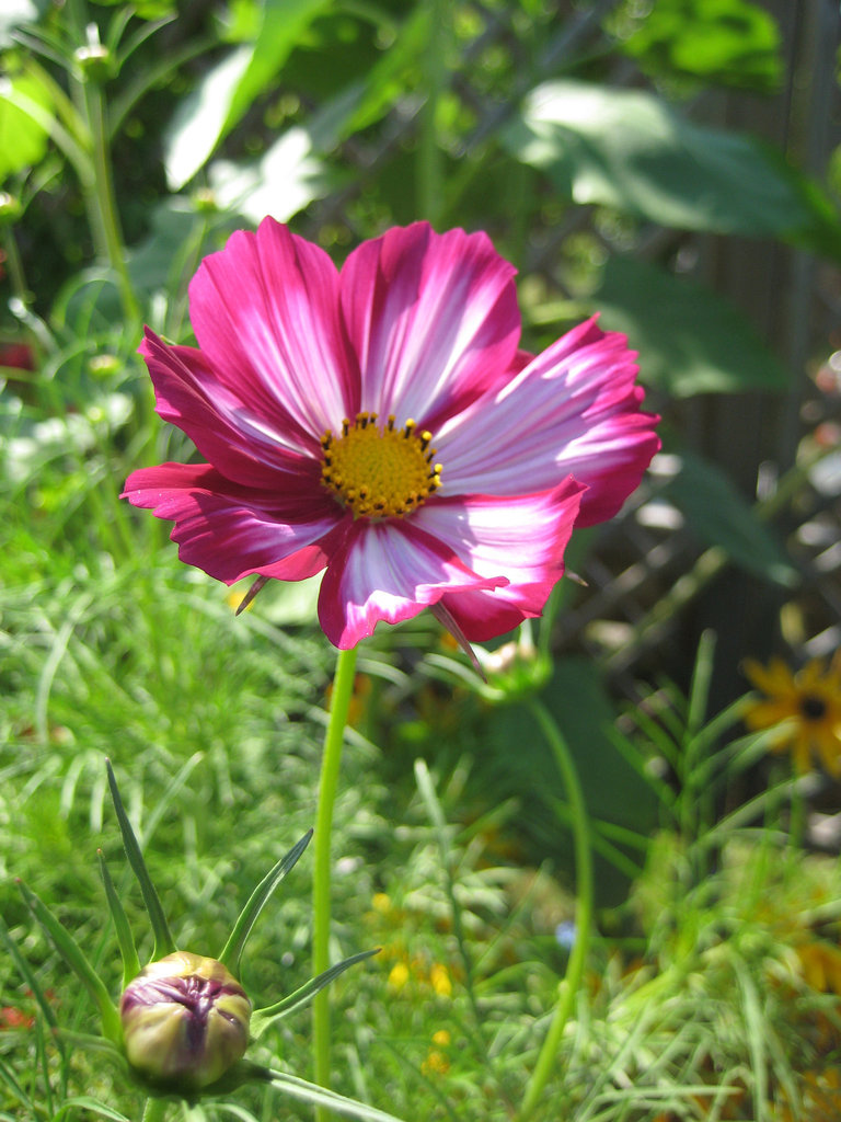 zweifärbige Cosmea / Schmuckkörbchen