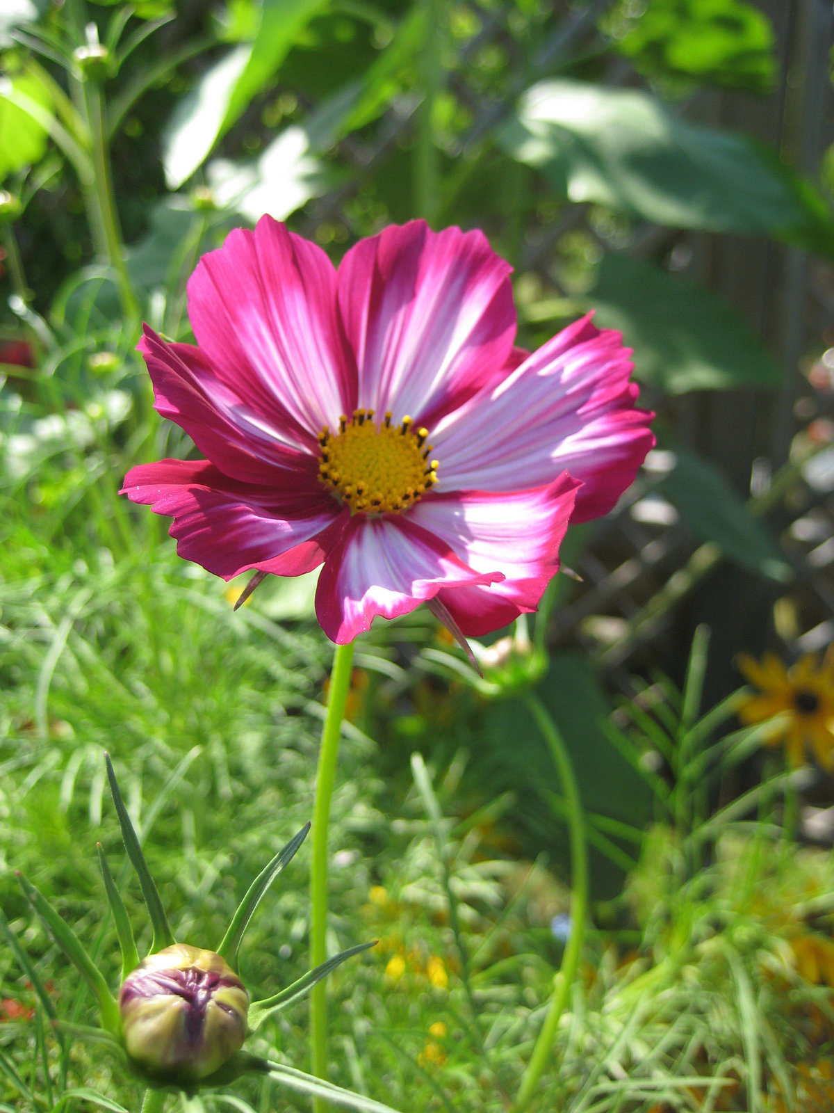 zweifärbige Cosmea / Schmuckkörbchen
