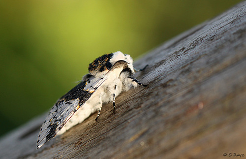 Alder Kitten