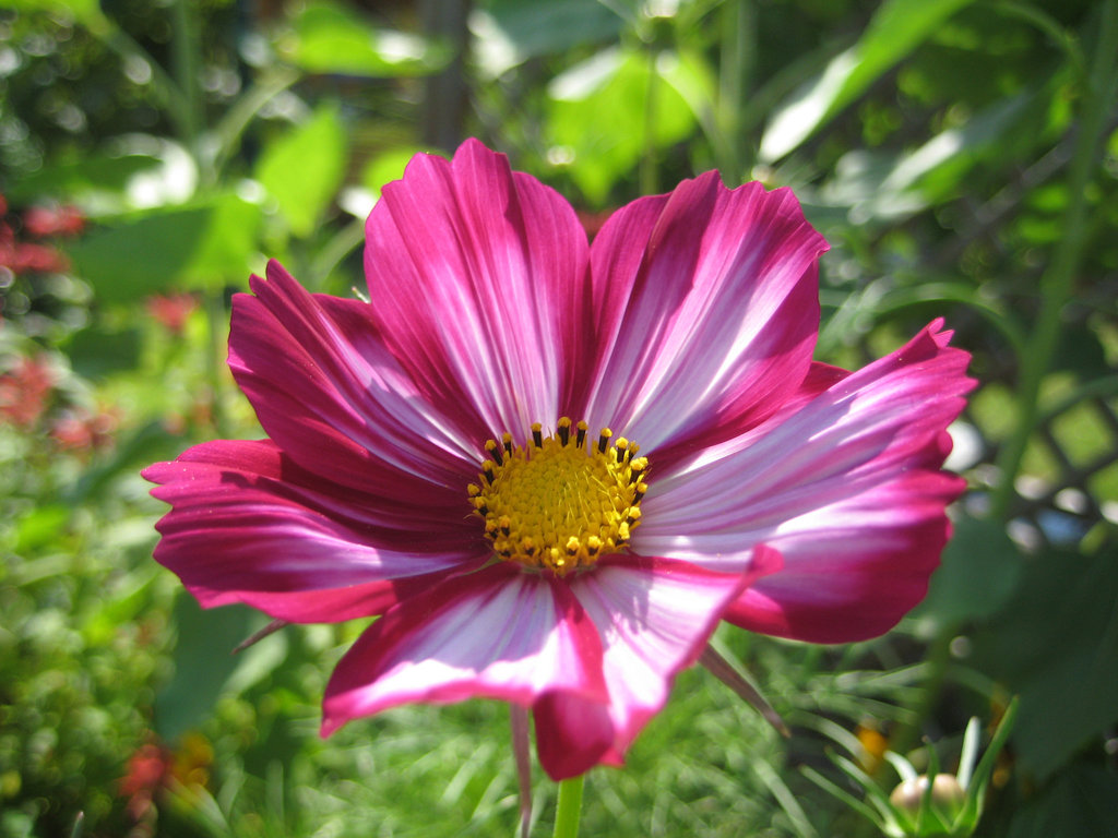 zweifärbige Cosmea / Schmuckkörbchen
