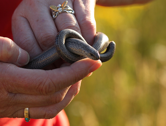 Slow Worm @ Middle Field