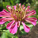 Aufblühende Zinnie (Zinnia elegans)