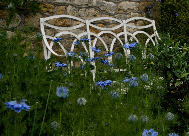 nigella bench