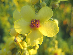 Blüte der Königskerze (Verbascum densiflorum)