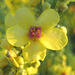 Blüte der Königskerze (Verbascum densiflorum)