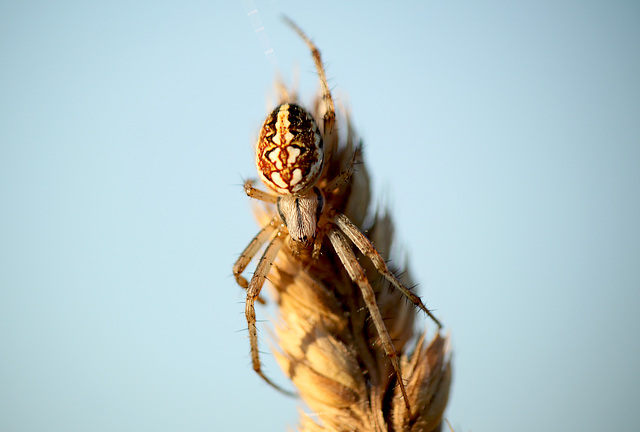 Neoscona adianta Orb Weaver