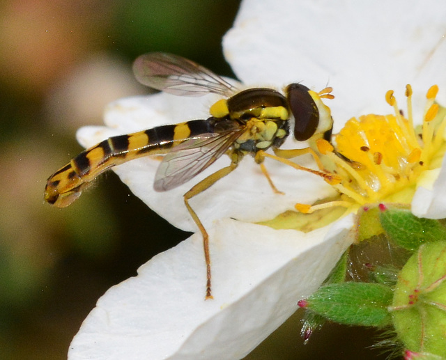 Hoverfly