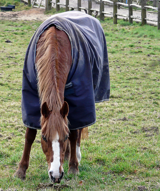 Unknown Horse